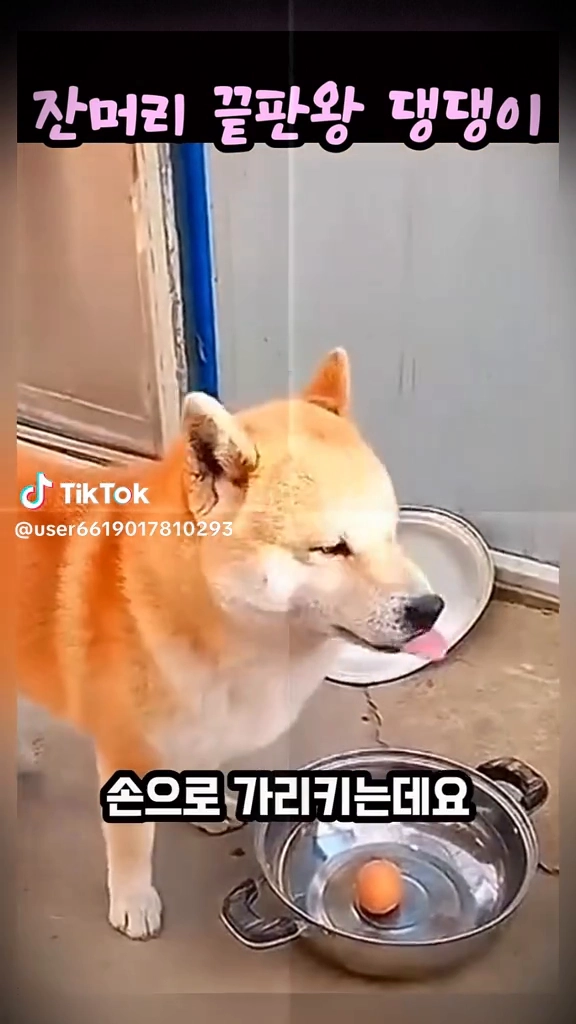연기대상 댕댕이