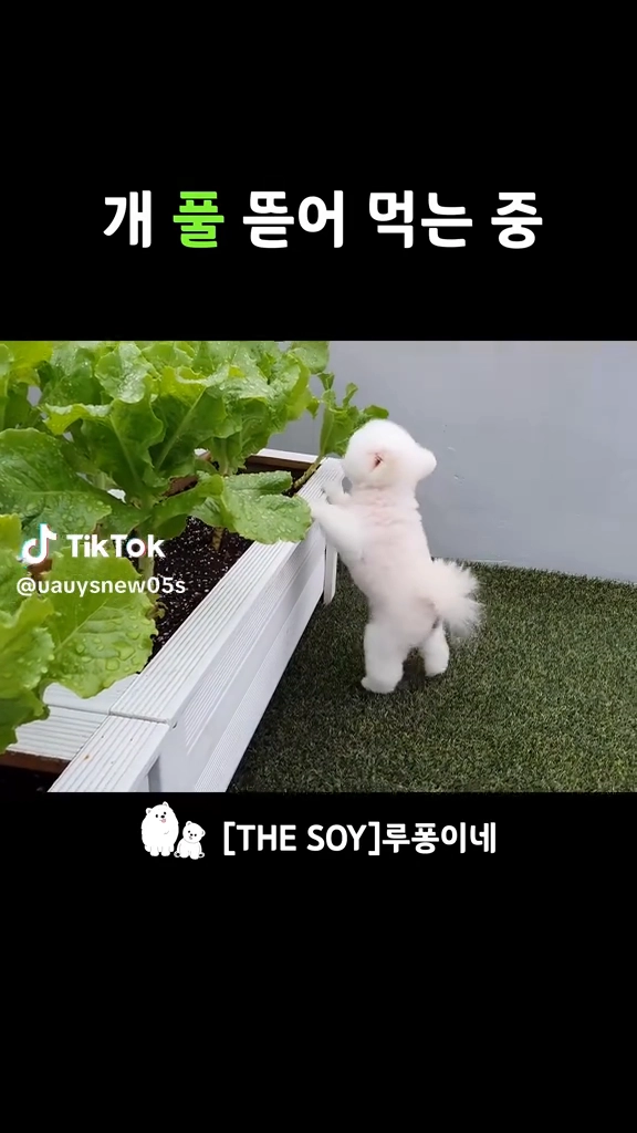 여기서 나온 말인가
