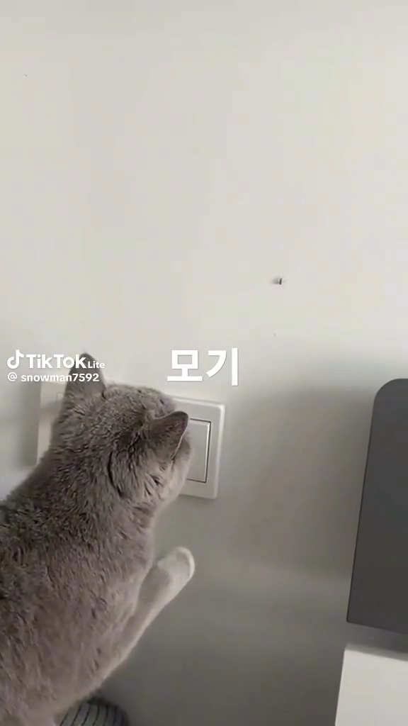 냥이 밥값 제대로 하네