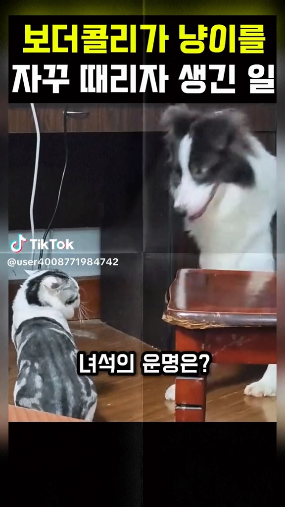 냥이 멍이 웃짤