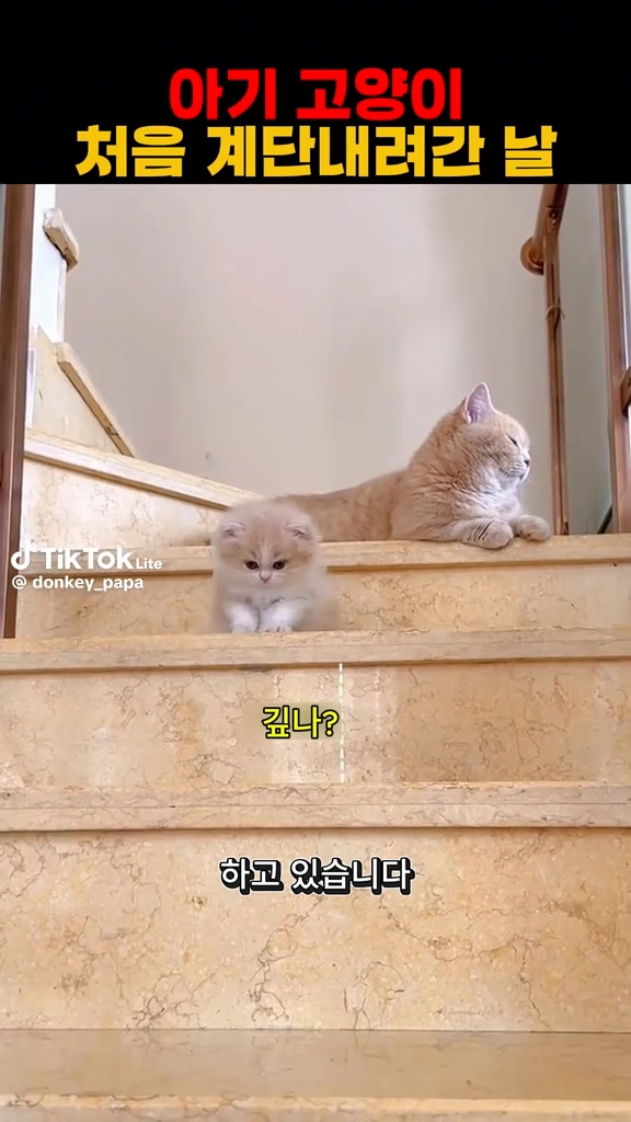 넘나 귀여운것