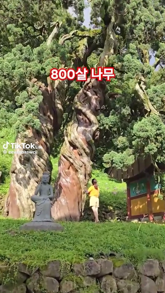 천자암향나무