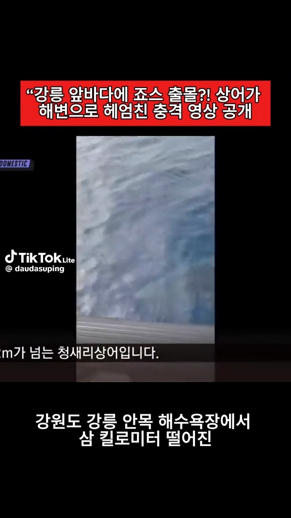 강릉 앞바다에 죠스출몰