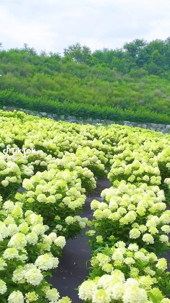 옥천 묘목공원