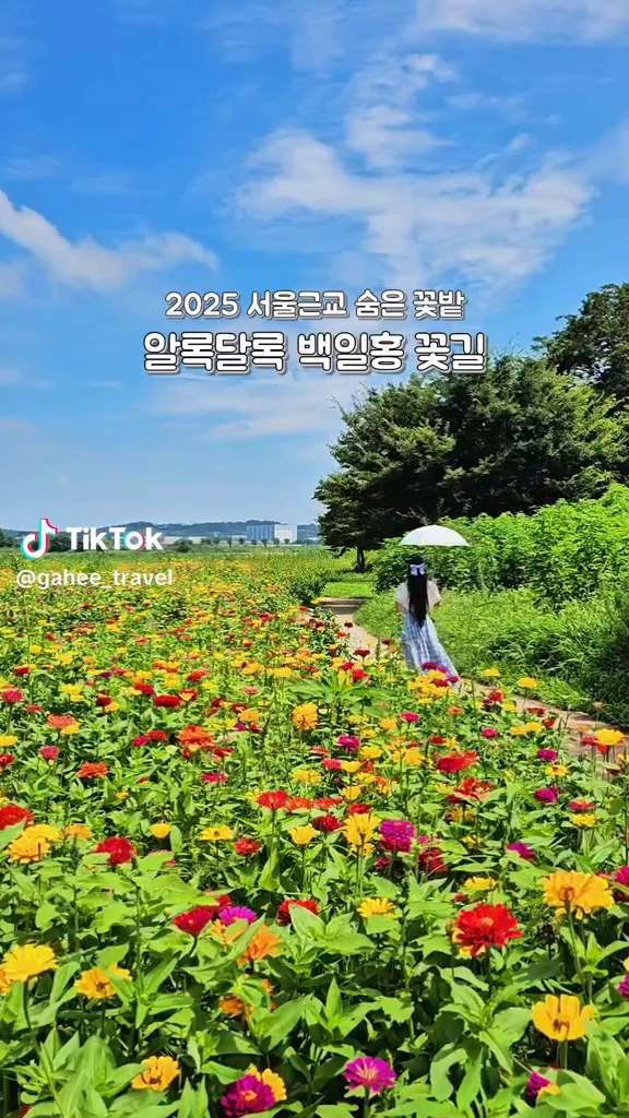 백일홍꽃밭