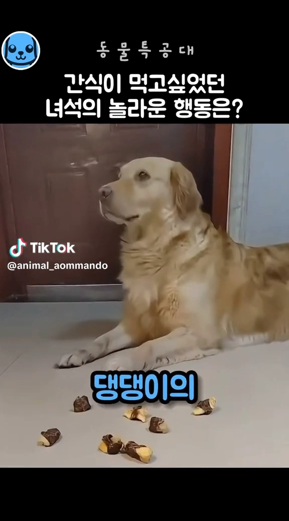 똑똑한 댕댕이
