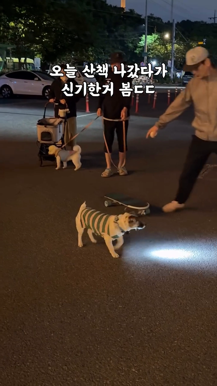 영특한 강아지