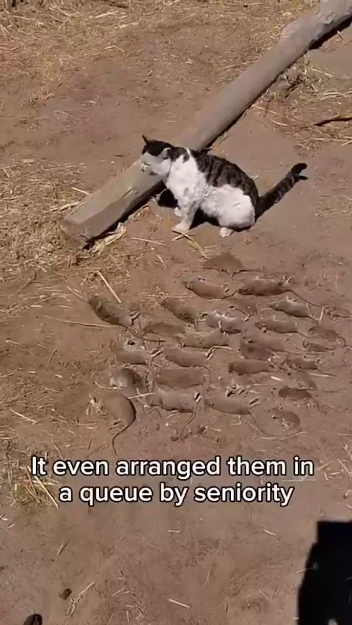 동네를 대청소한 고양이