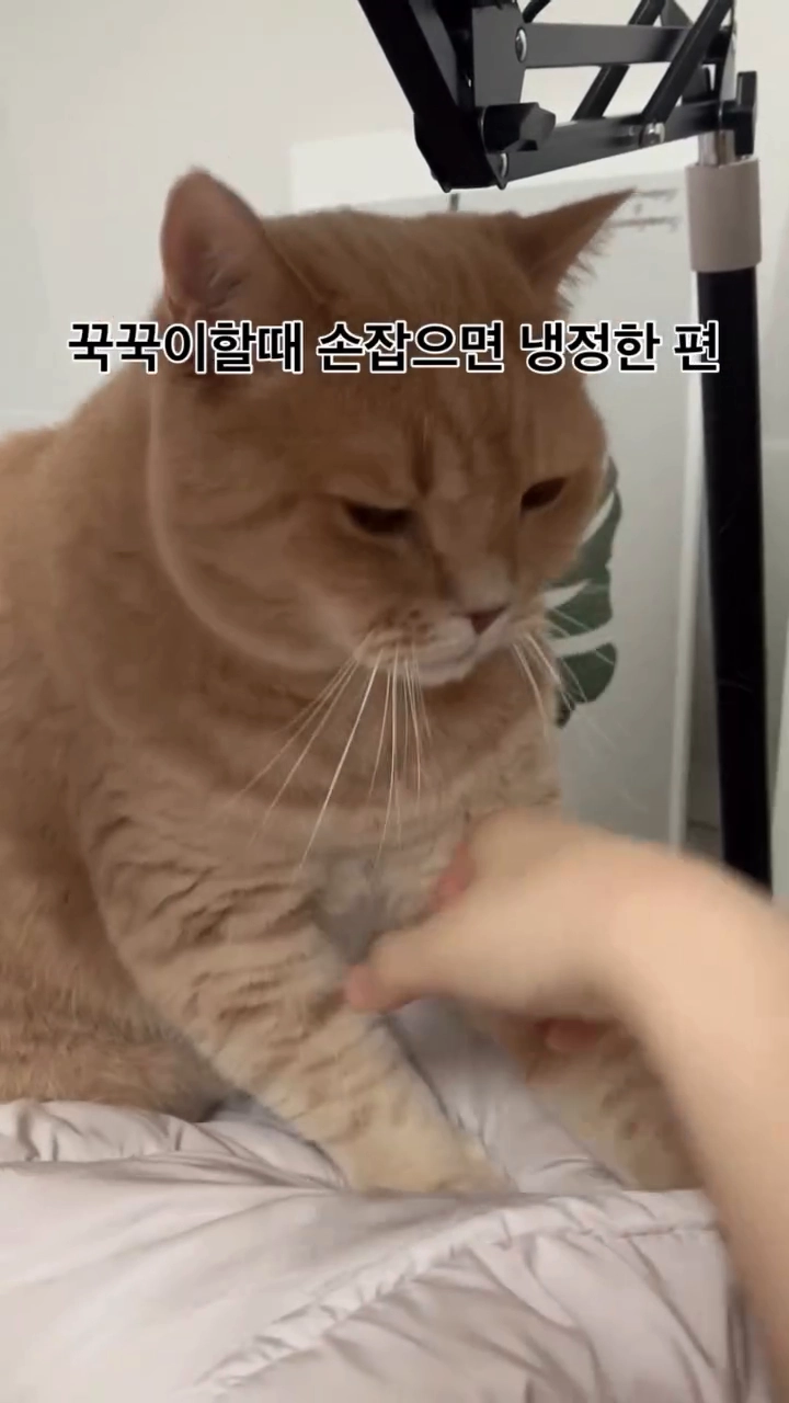 꾹꾹이 할 때 손 잡으면 냉정한 편