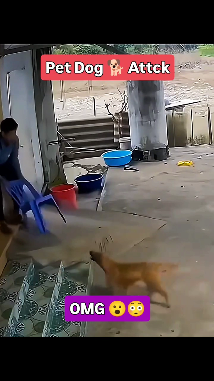 (약혐) 미친개는 몽둥이가 답이다