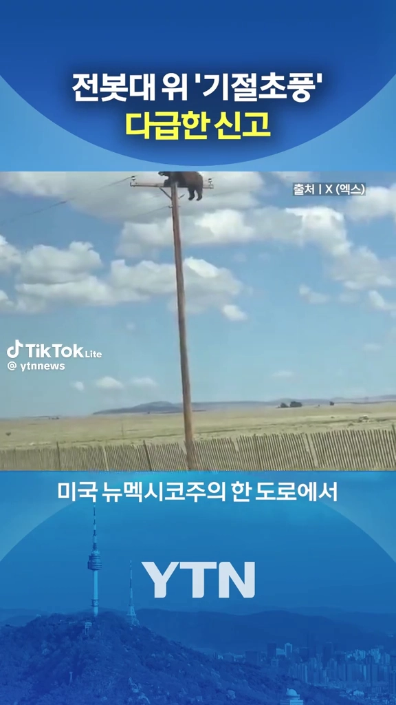 전봇대위 곰
