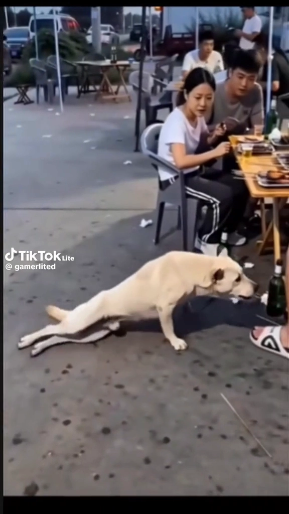 영악한 강아지