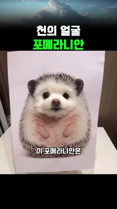 천의얼굴을 가진 포메