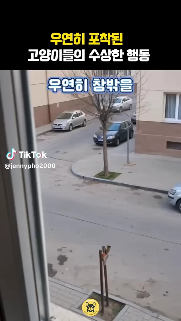 조폭고양이