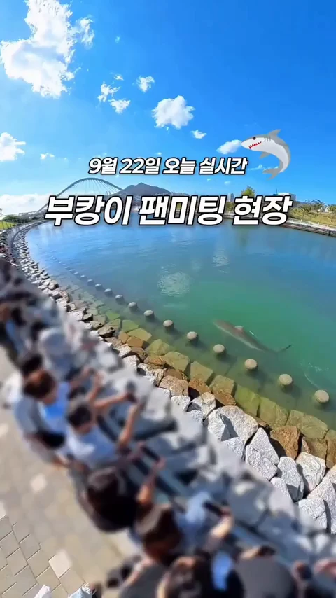 오늘자 상어 근황