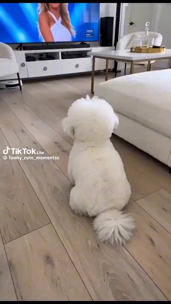 이 강아지 귀여워